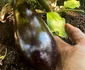 Pătraru cultivă și vinete
