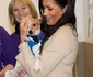 Meghan Markle, o mare iubitoare de câini