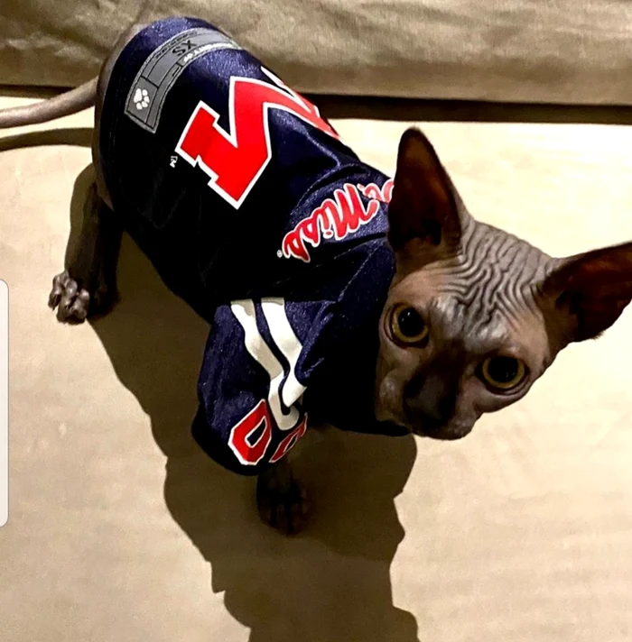 Motănelul Enzo  are haină de 50 $