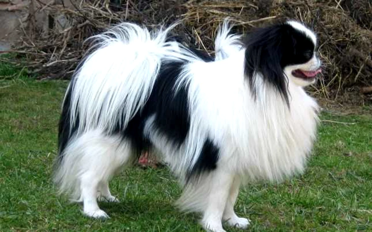 Spaniel japonez era animalul preferat al feţelor regale japoneze FOTO wikipedia.org