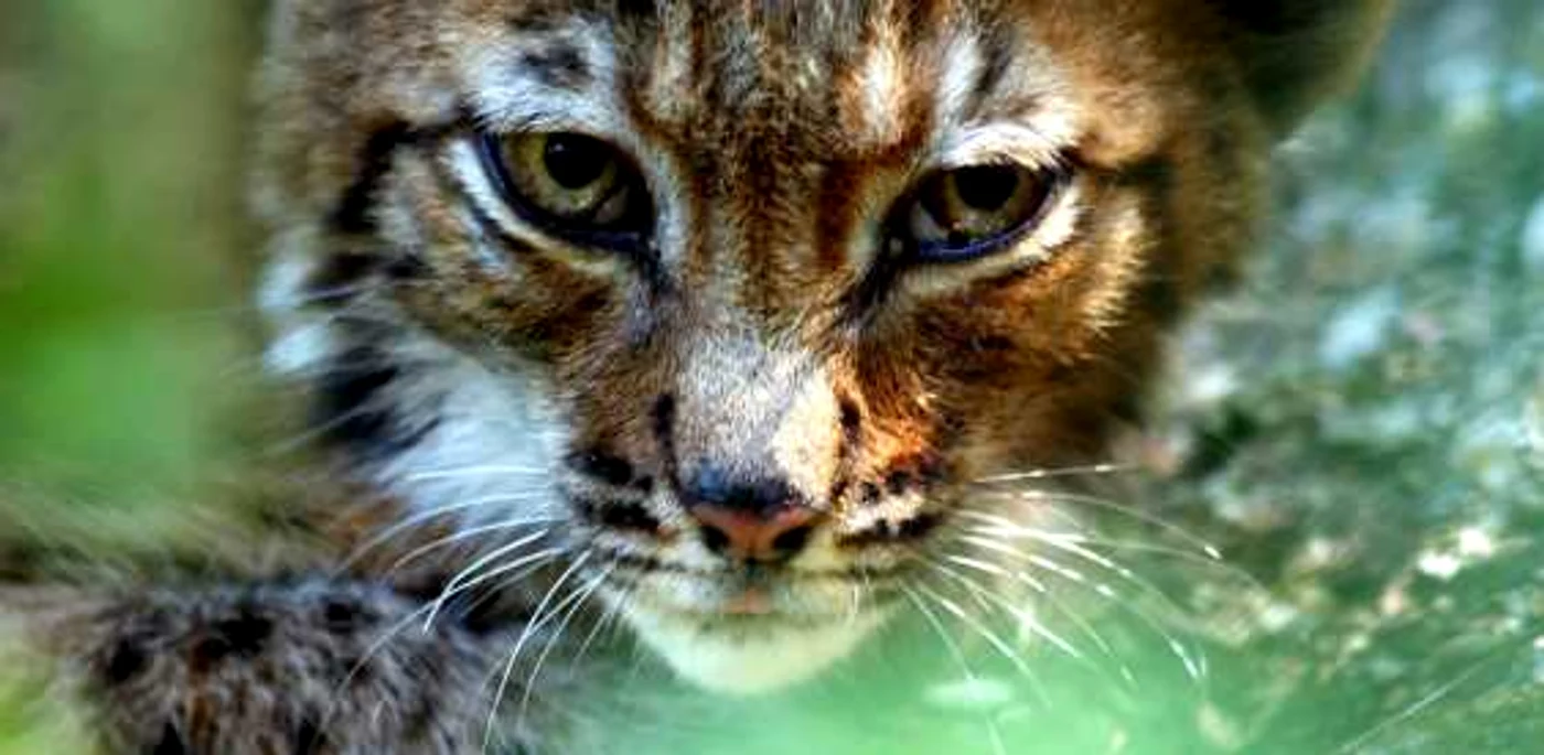 Râsul - carnivor mamifer din Carpaţii României Foto: wildcarpathiaadventure ro