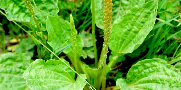 calarasi leac