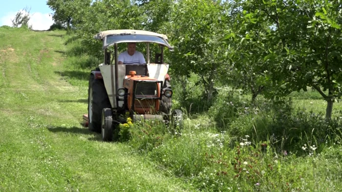 
    Momentul în care pomicultorul trece cu tractorul peste arbuşti   