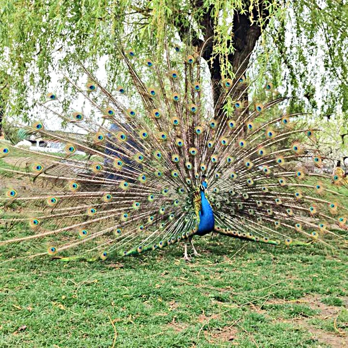 Vlad a primit în dar, acum un an, un păun superb