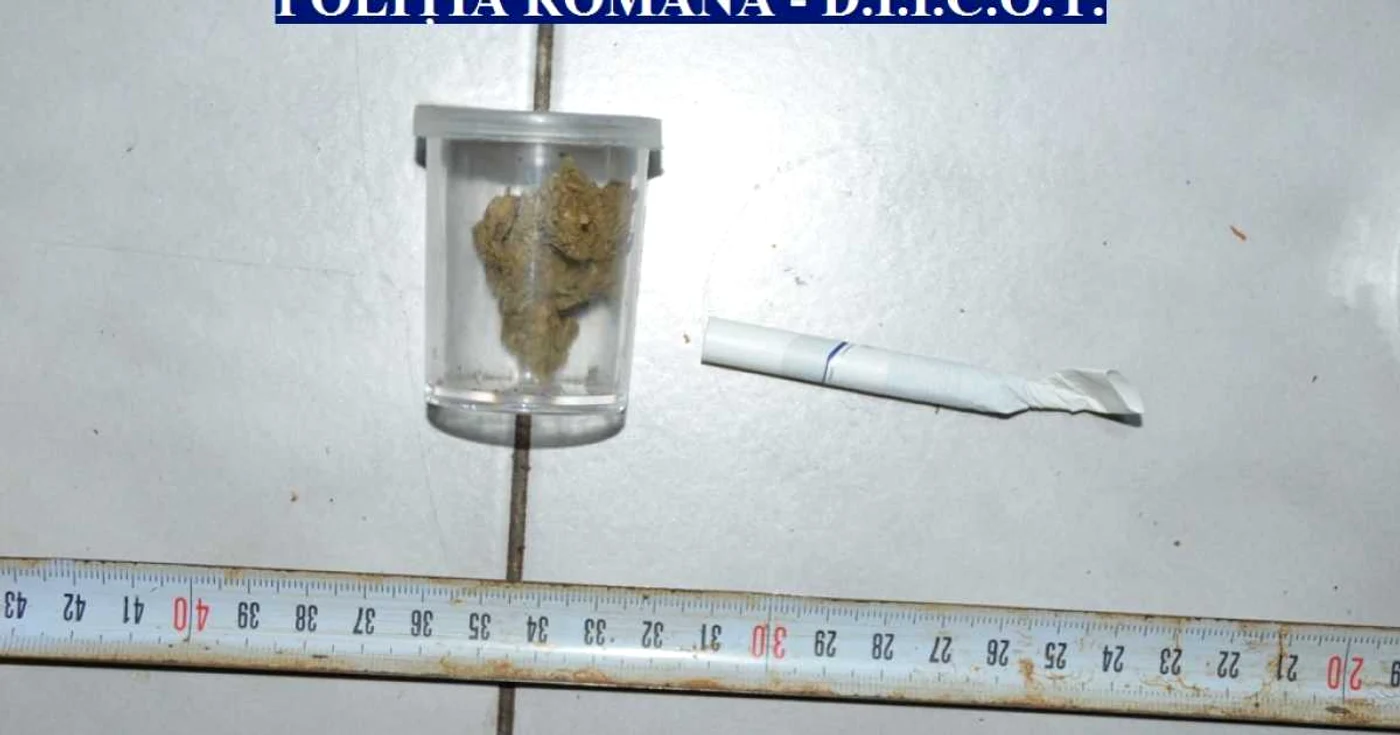 Cei patru suspecţi aprovizionau piaţa ilicită de profil din Satu-Mare, pentru o doză de cannabis percepând suma de 50 de lei