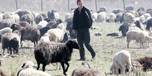 Radu Bordeianu, mâna dreaptă a proprietarului, în mijlocul turmei de oi. Foto: Tudor Iovu  