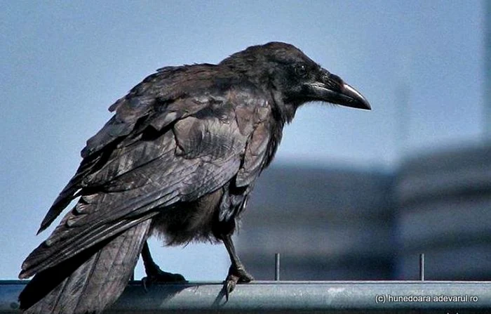 Ciorile şi corbii sunt o prezenţă obişnuită în fauna urbană a Hunedoarei. FOTO: Daniel Guţă.