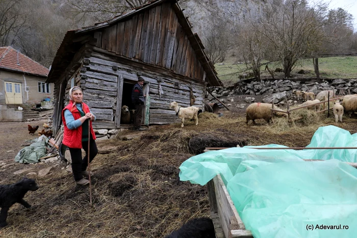 Valeria trăiește în Cheile Cibului din creșterea animalelor. Foto: Daniel Guță. ADEVĂRUL