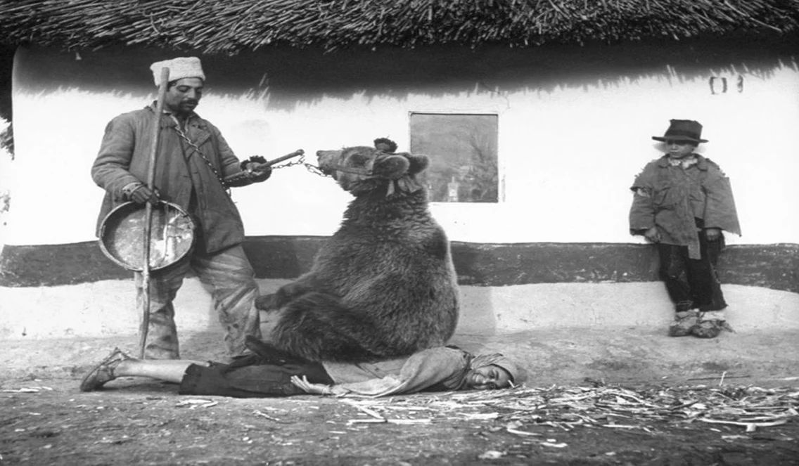Urşii folosiţi ca terapie pentru durerea de spate în România, anul 1946 jpeg