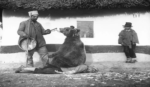 Urşii folosiţi ca terapie pentru durerea de spate în România, anul 1946 jpeg