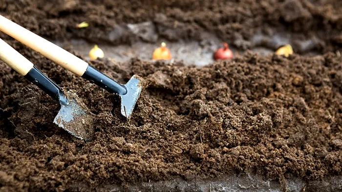 Fertilizarea naturală a solului după cultura de ceapă.