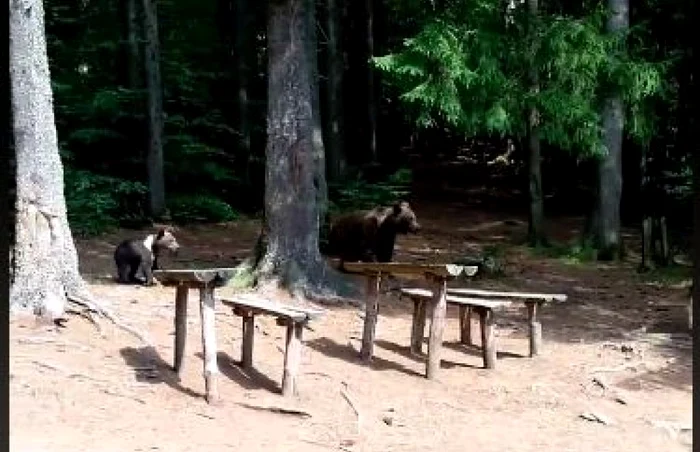 Ursoaica a fost filmată de mai mulţi turişti. FOTOcaptură video