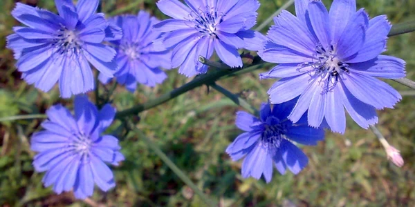 calarasi flori