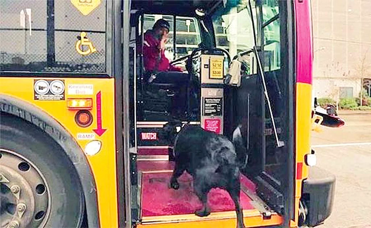 
    Eclipse îi cunoaște pe toți șoferii de autobuz  