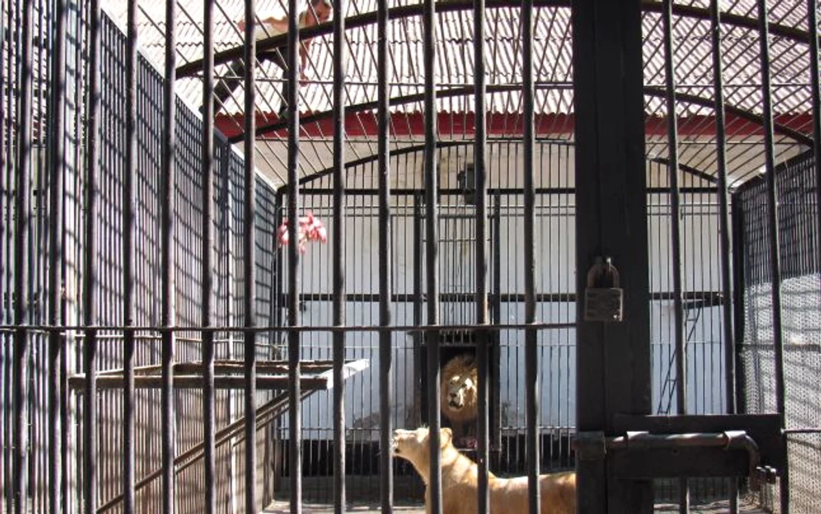Animalele primesc mult mai puţină mâncare faţă de anii anteriori