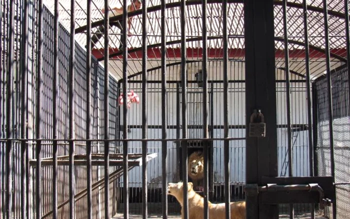 Animalele primesc mult mai puţină mâncare faţă de anii anteriori