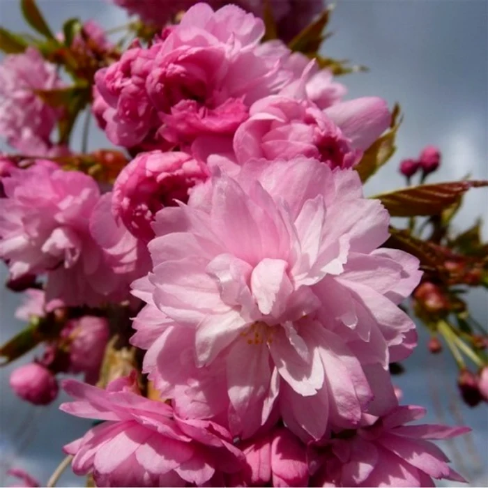 Cei mai frumoşi copaci de grădină - Cireşul japonez