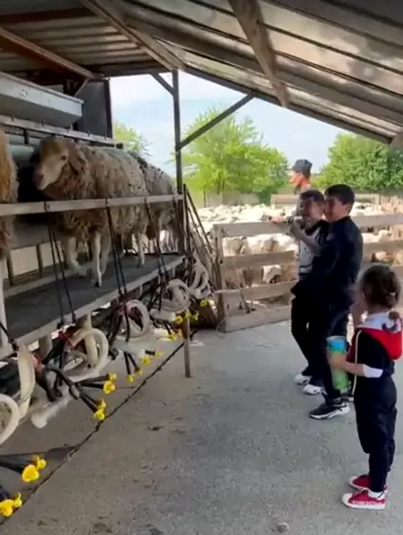 Elevilor li se va explica întregul proces de producere a brânzei FOTO familia Cojanu