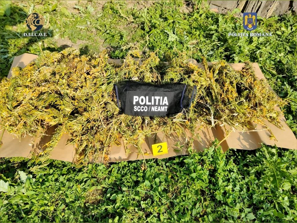 Semințele pentru cultură au fost cumpărate de pe internet FOTO DIICOT