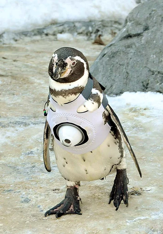 Aha, filmez tot  ce faceţi!