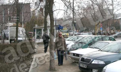 Salcâmul a apărut în mijlocul trotuarului în urma cu câteva luni