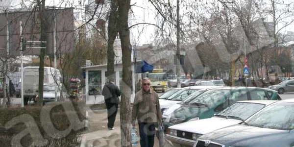 Salcâmul a apărut în mijlocul trotuarului în urma cu câteva luni