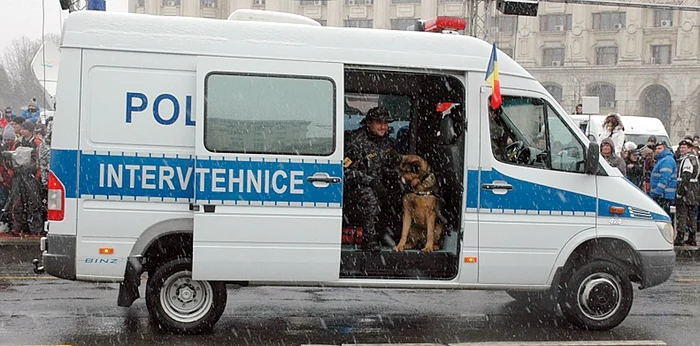 Ciobănescul german a devenit vedetă la parada de 1 Decembrie