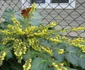 Mahonia  jpeg
