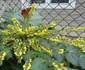 Mahonia  jpeg
