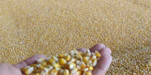 Italienii fac agricultură în Banat