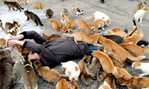 image 2015 03 4 19544514 0 insula aoshima jpg