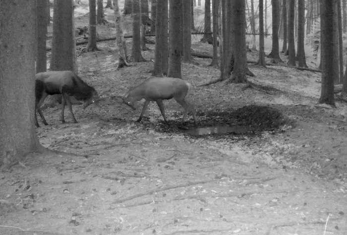 Cerbi, la joacă. FOTO Mircea Verghelet, Parcul Național Piatra Craiului