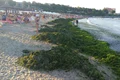 alge litoral jpeg