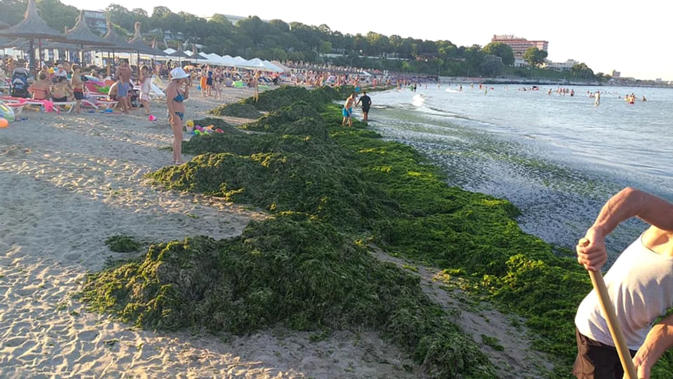 
    O imagine a neputinței. Fenomenul apariției algelor în sudul litoralului a fost scăpat de sub control Sursa foto: Apele Române Dobrogea-Litoral/Facebook  