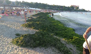 alge litoral jpeg