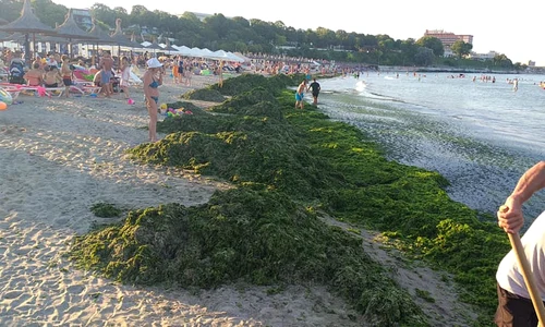 alge litoral jpeg