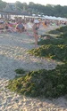 alge litoral jpeg