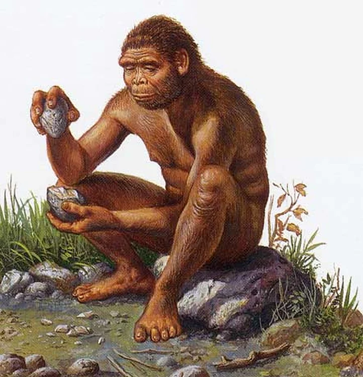 homo habilis jpg jpeg