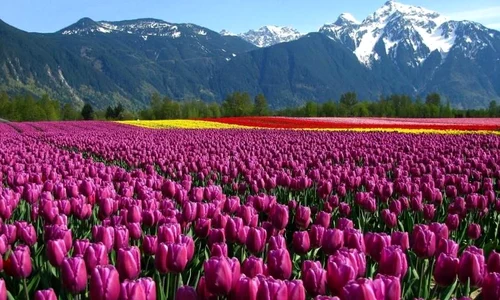 Istoria lalelei, floarea care a stârnit pasiuni şi crize economice jpeg