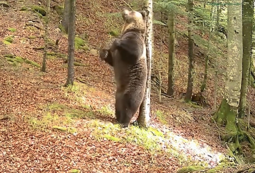 Imagini amuzante cu un urs care îl imită pe Baloo și se scarpină de un copac. Spectacol în fața camerelor video ale Romsilva