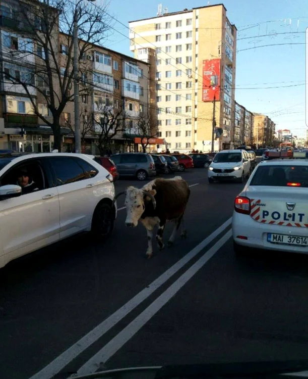 O văcuţă a încurcat traficul de faţă într-o intersecţie în care se perindă atât Poliţia Locală, cât şi Poliţia naţională