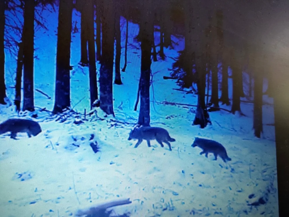 sursa: captura video/ Romsilva