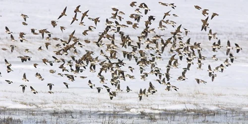 Ciocârlia de bărăgan