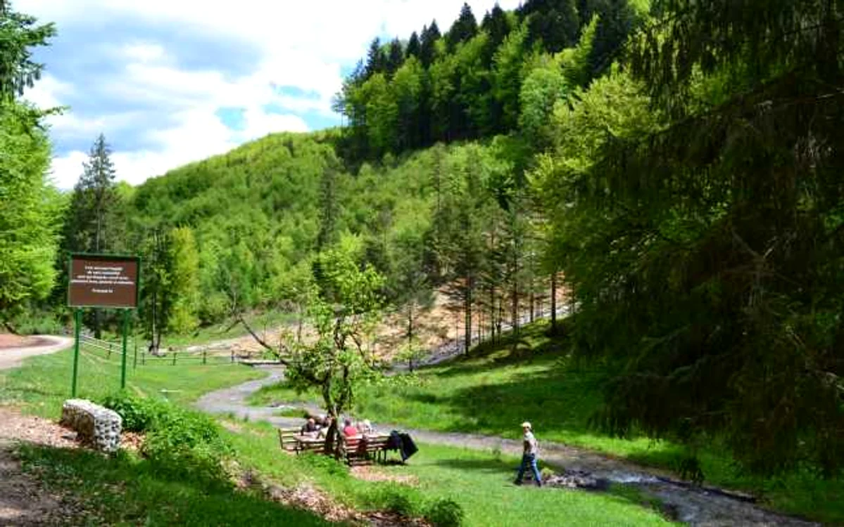 
    Incidentul a avut loc în zona de picnic de la Cascada Urlătoarea din județul Buzăufoto: arhiva Adevărul  