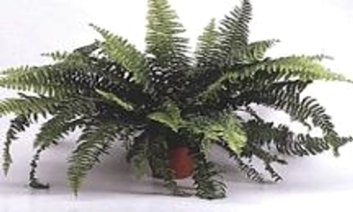 feriga de apartament jpeg