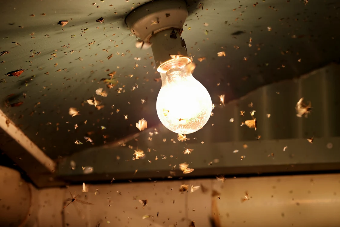 Bucureștenii se plâng de o invazie de insecte FOTO Shutterstock