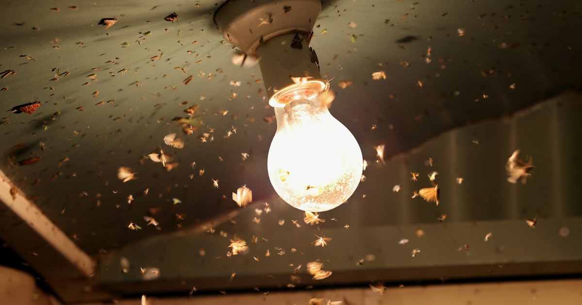 De ce se învârt moliile în jurul becurilor? Insectele nu sunt de fapt ...
