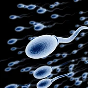 Spermatozoizi FOTO Menshealth.de