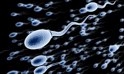 Spermatozoizi FOTO Menshealth.de