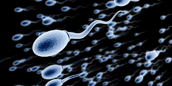 Spermatozoizi FOTO Menshealth.de